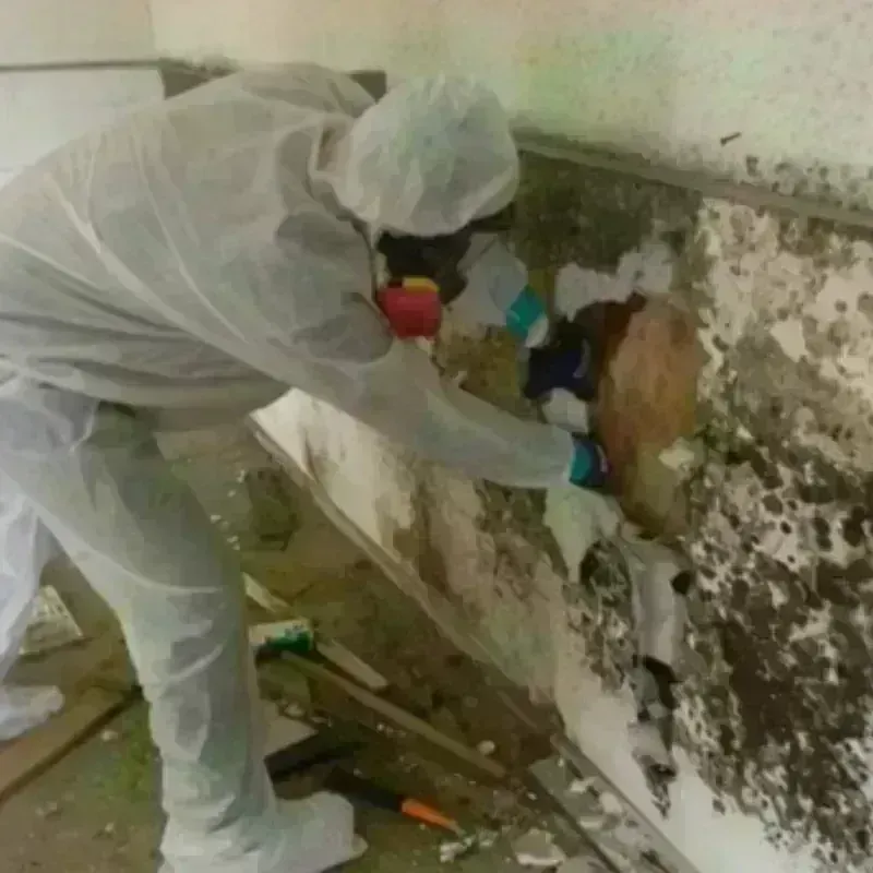 Mold Remediation and Removal in Columbia, MD